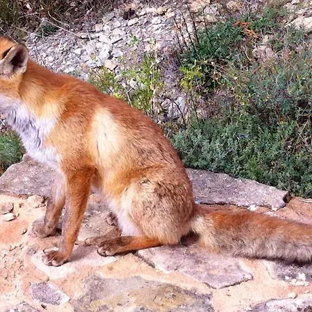La Pegatera. Masia Envoltada De Bosc Ideal Per A Desconnectar *